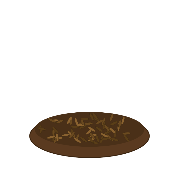 Cumin seeds
